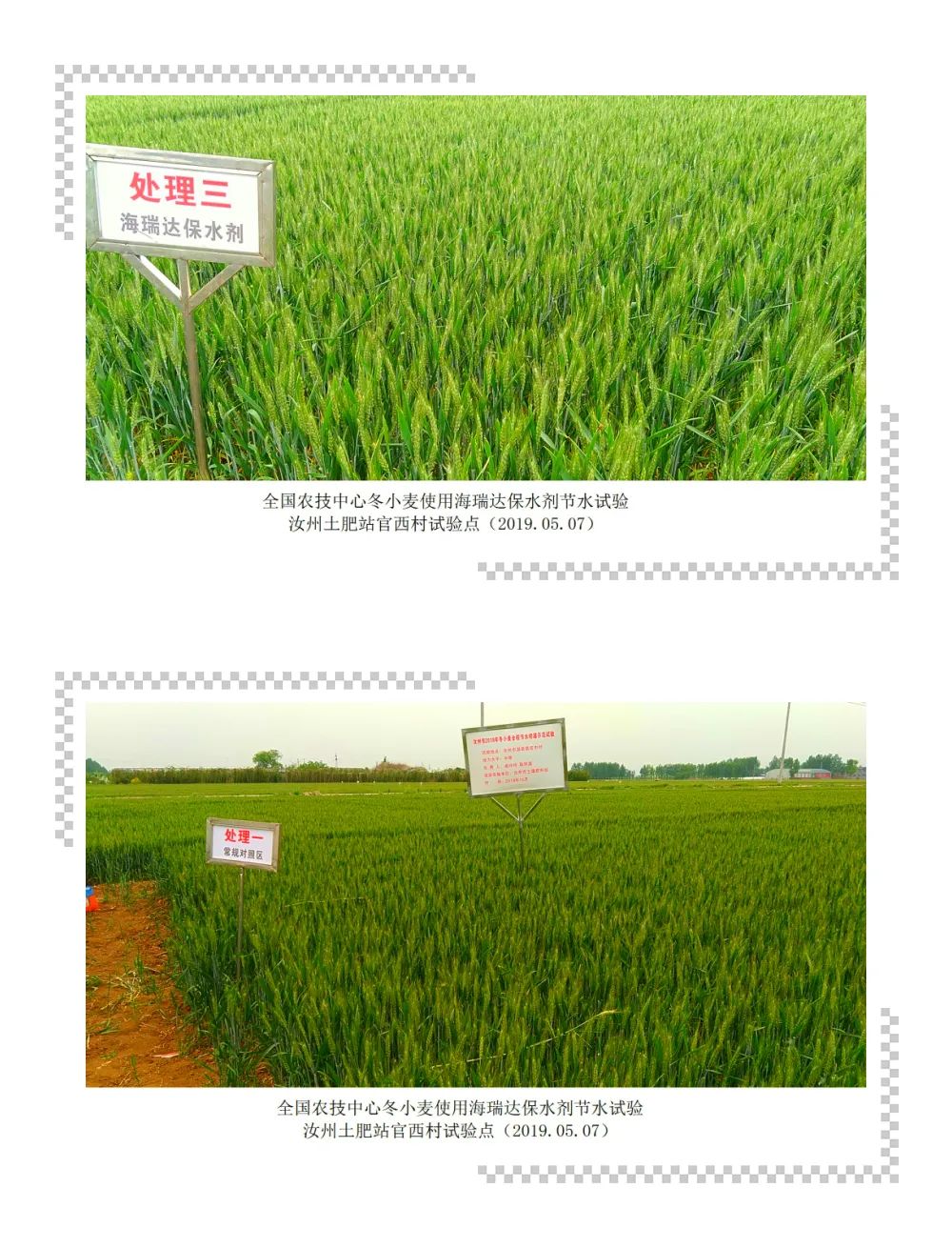 节水增粮——太阳成集团tyc33455cc保水剂在小麦中的应用(图1)